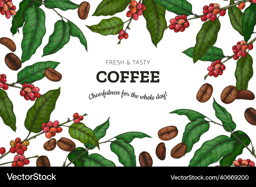Coffee beans engraved background hand drawn Vector Image