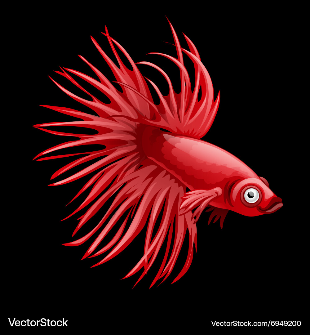 Single red fish rooster closeup cartoon Vector Image