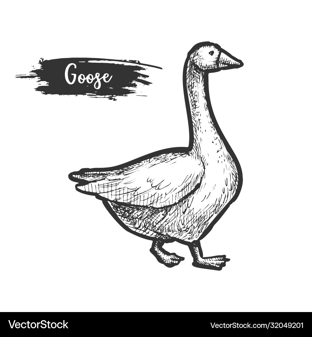 Sketch Gänse Vogelprofil Bauernhof Gänse Sketch Gänse Vogelprofil Bauernhof Gänse vektorbild