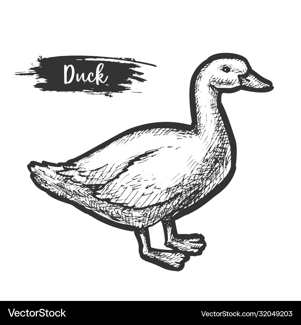 Vintage sign domestic duck sketch vector image