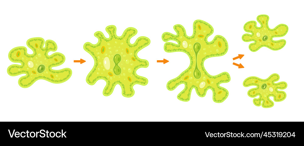 Amoeba binary fission infographicreproduction vector image