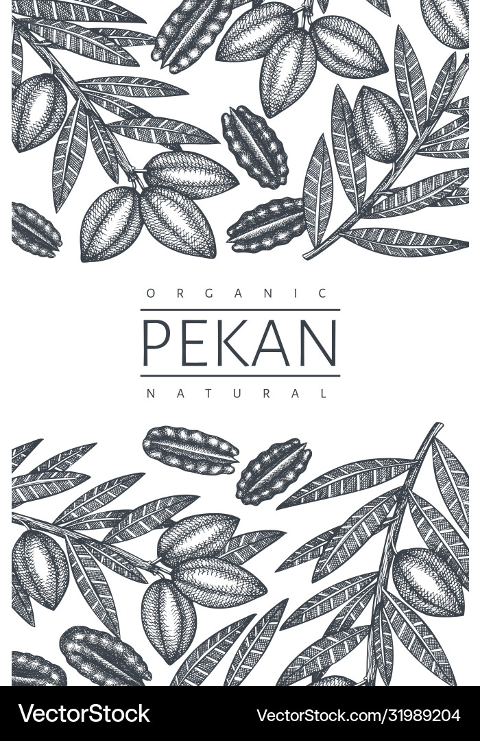 Hand drawn pecan branch and kernels design Hand drawn pecan branch and kernels design vector image