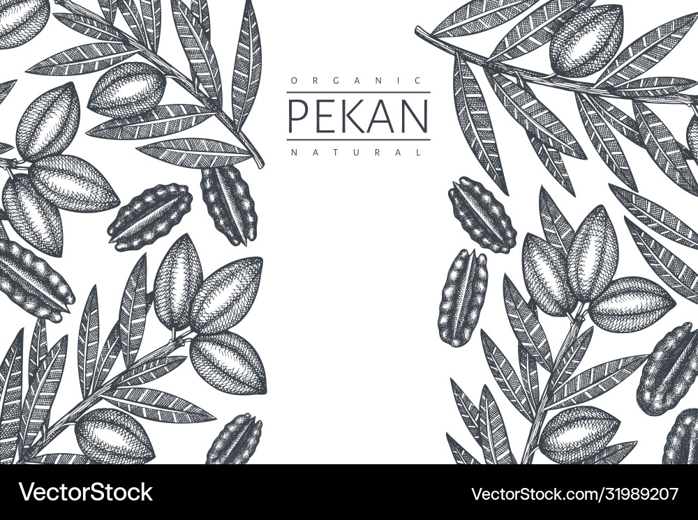 Hand drawn pecan branch and kernels design Hand drawn pecan branch and kernels design vector image