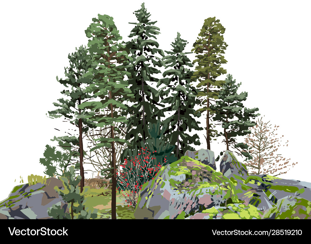 Gruppe Nadelbäume unter Felsen bedeckt Gruppe Nadelbäume unter Felsen bedeckt vektorbild