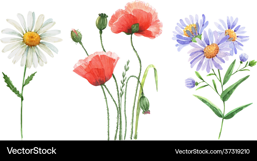 Set watercolor meadow flowers isolated on white Set watercolor meadow flowers isolated on white vector image