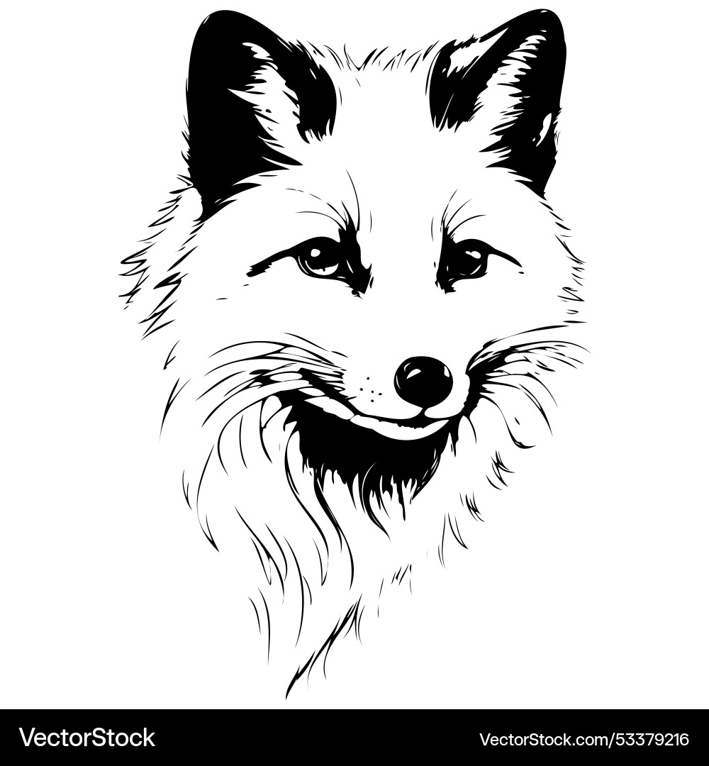 Black arctic fox portrait drawing realistic hand – Royalty-Free Vector |  VectorStock, image size:1000x1080