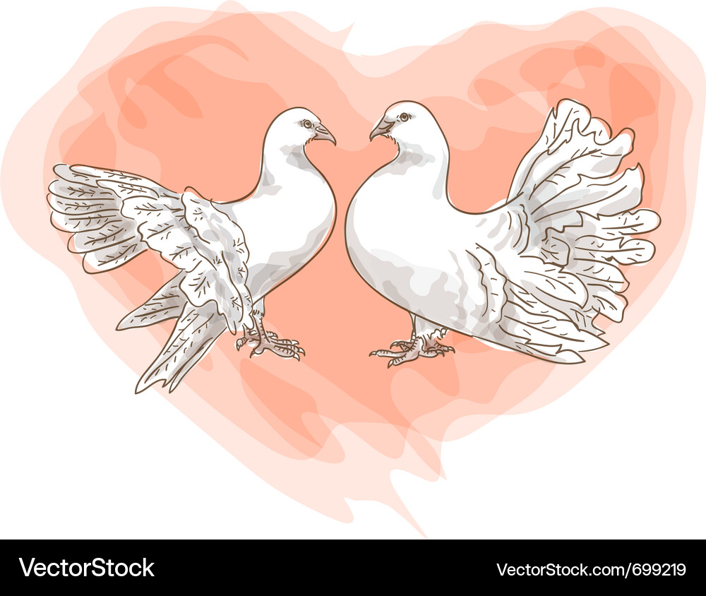 Two Doves in Flight Vector Image