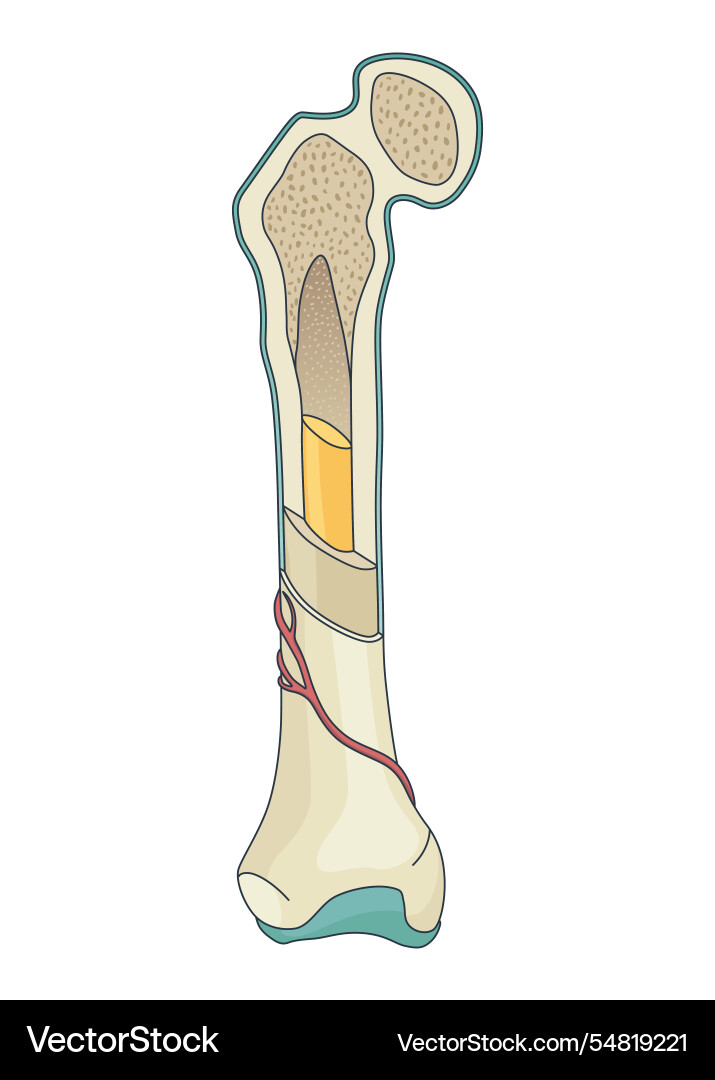 Bone structure biology educational poster design Bone structure biology educational poster design vector image