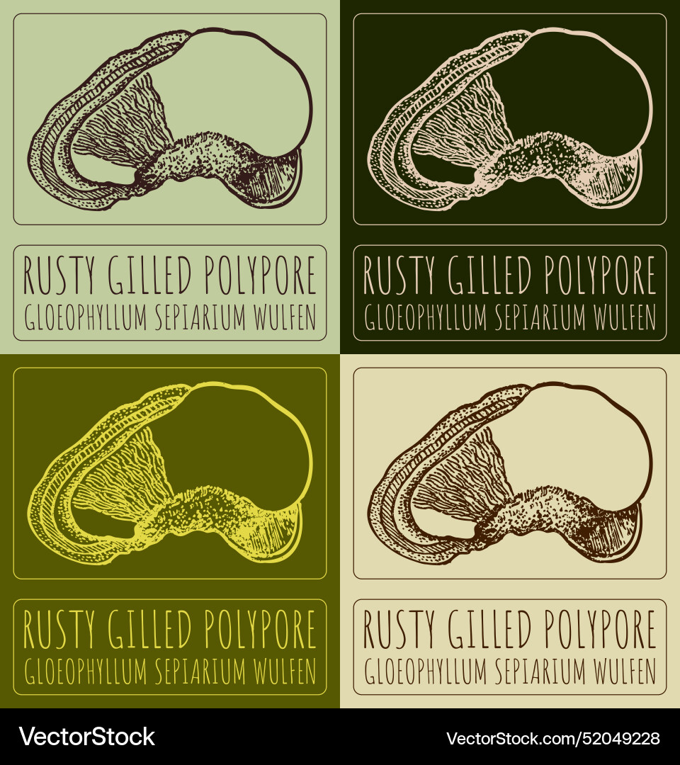 Set of drawing rusty gilled polypore in various Vector Image