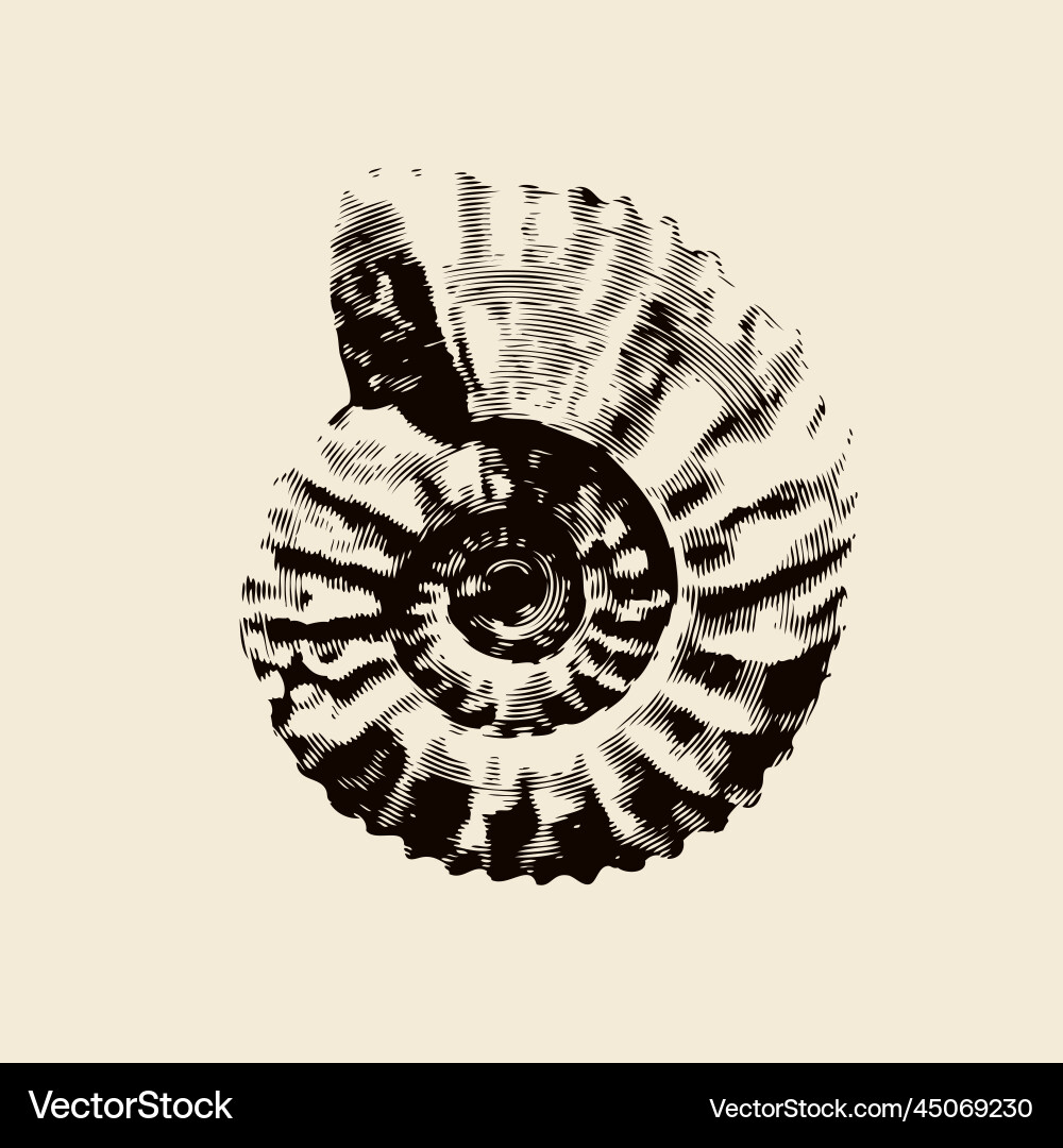 Petrified Ammonite Shells - Fossil Collection vector image