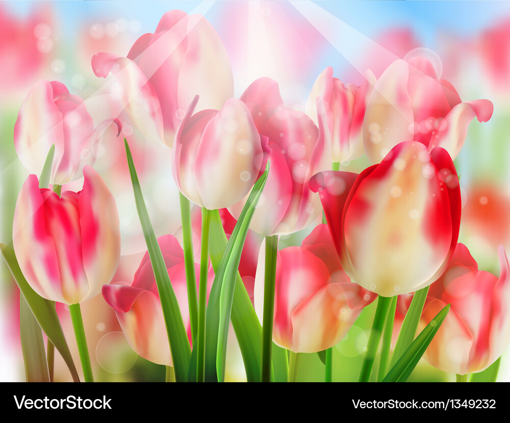 Red tulip with bokeh eps 10 Vector Image