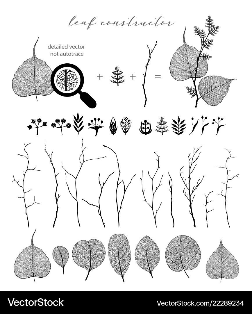 Big set of branch and leaf fall spring Big set of branch and leaf fall spring vector image