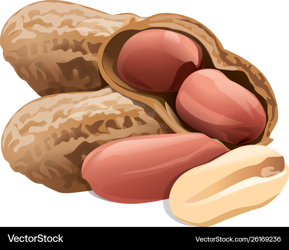 A handful peanuts in shell and without vector image