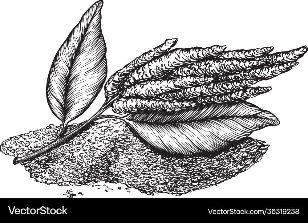 Zeichnungen amaranth blühende Pflanzen und Samen Vektorbild