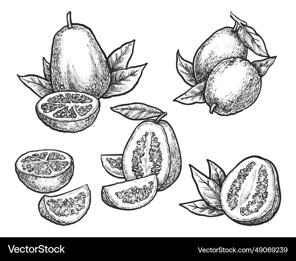 Set of isolated guava realistic sketch vector image