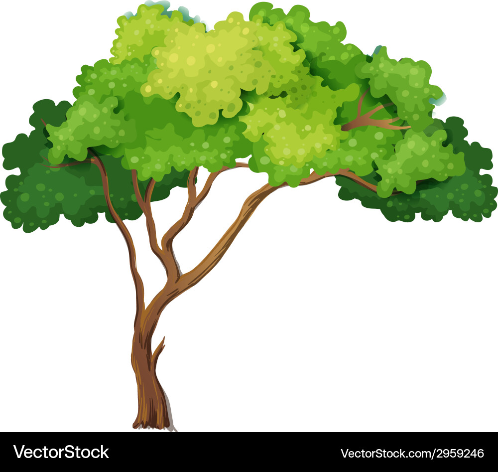Tree vector image