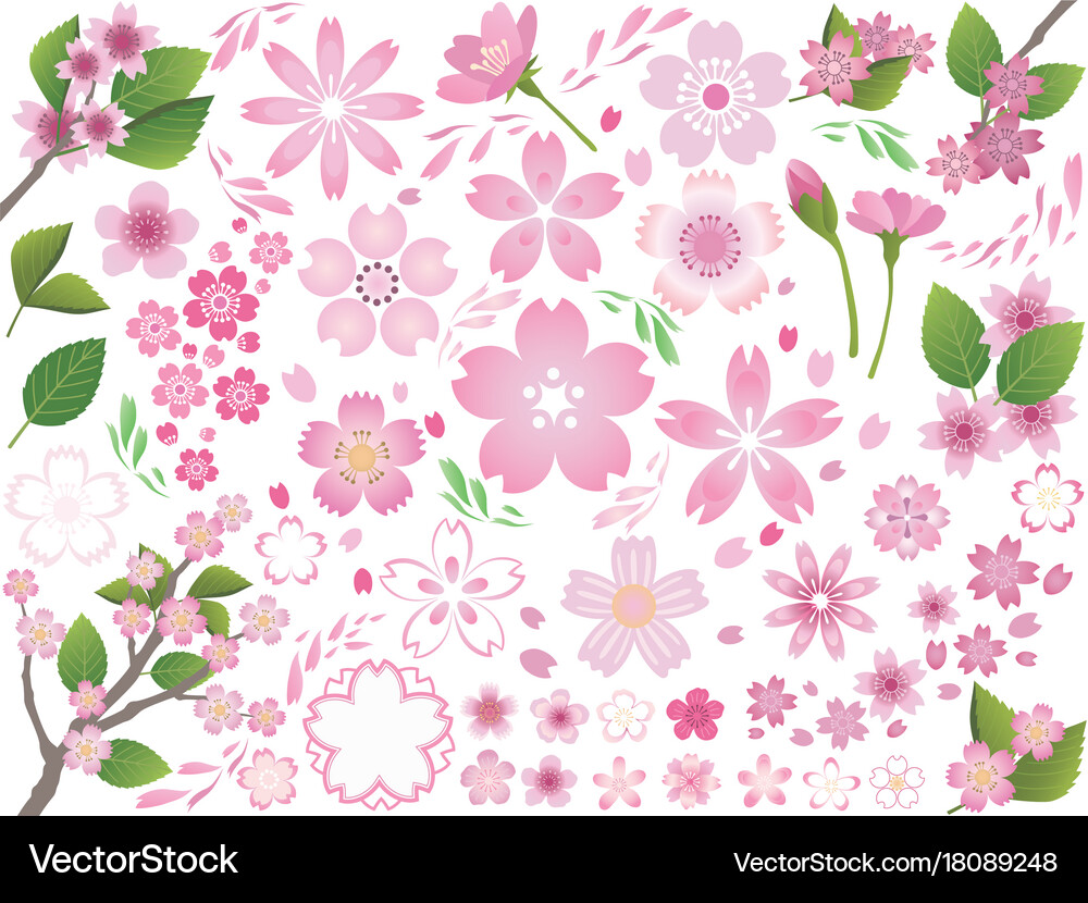 A set of assorted cherry flower elements – Royalty-Free Vector | VectorStock, image size:1000x830