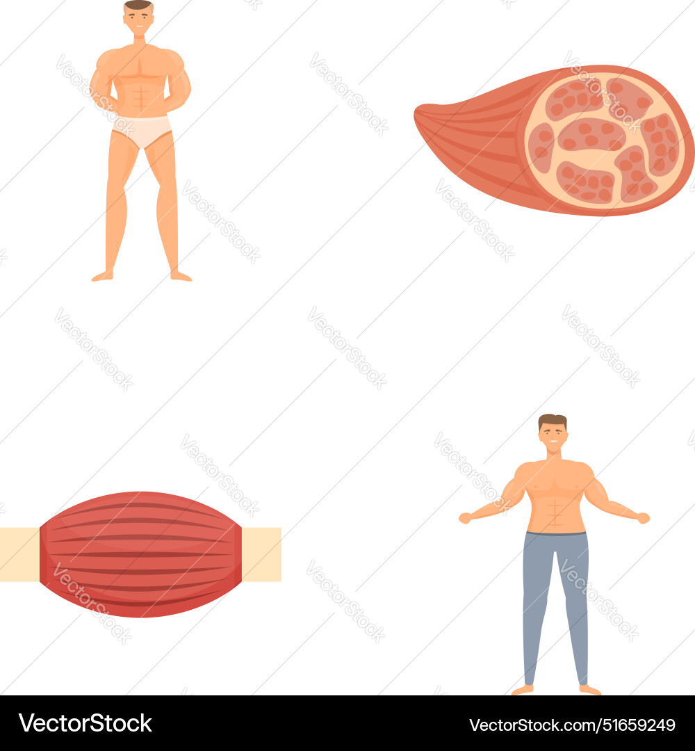 Human anatomy and muscle structure Royalty Free Vector Image Biology Diagrams