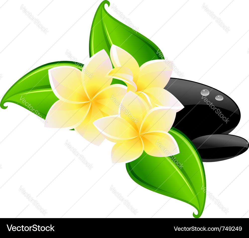 Tropical Spa Flowers & Stones Vector Image