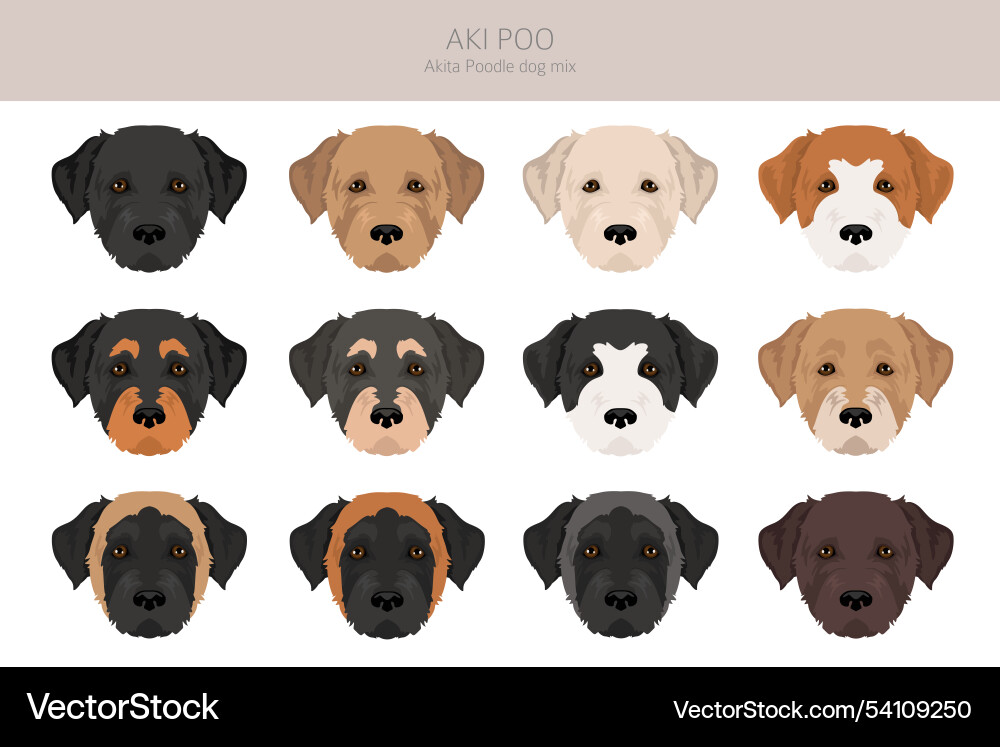 Akita poodle mix aki poo clipart different coat Akita poodle mix aki poo clipart different coat vector image