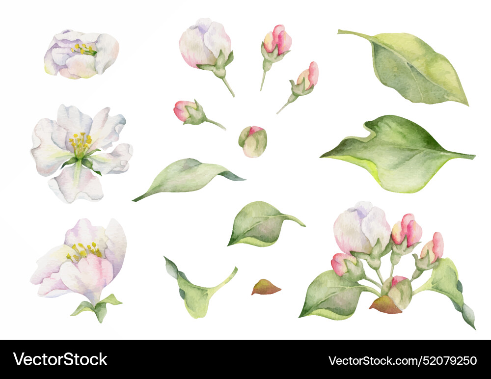 Watercolor Apple Blossom Branch vector image