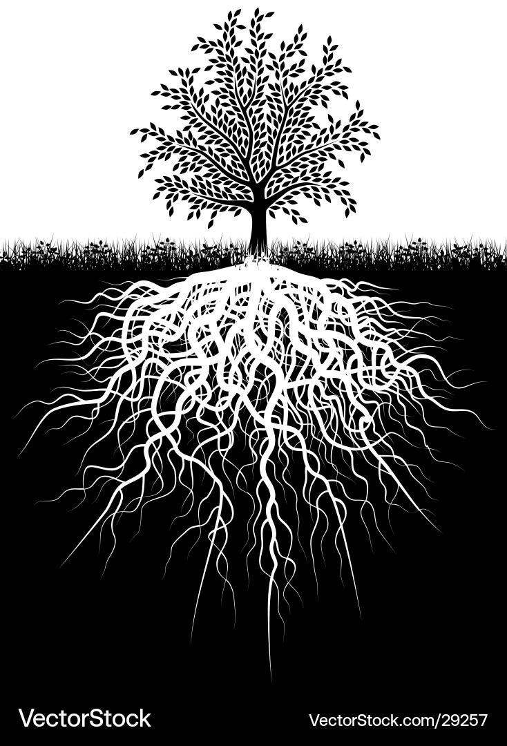 Detailed Tree Roots System Vector Image