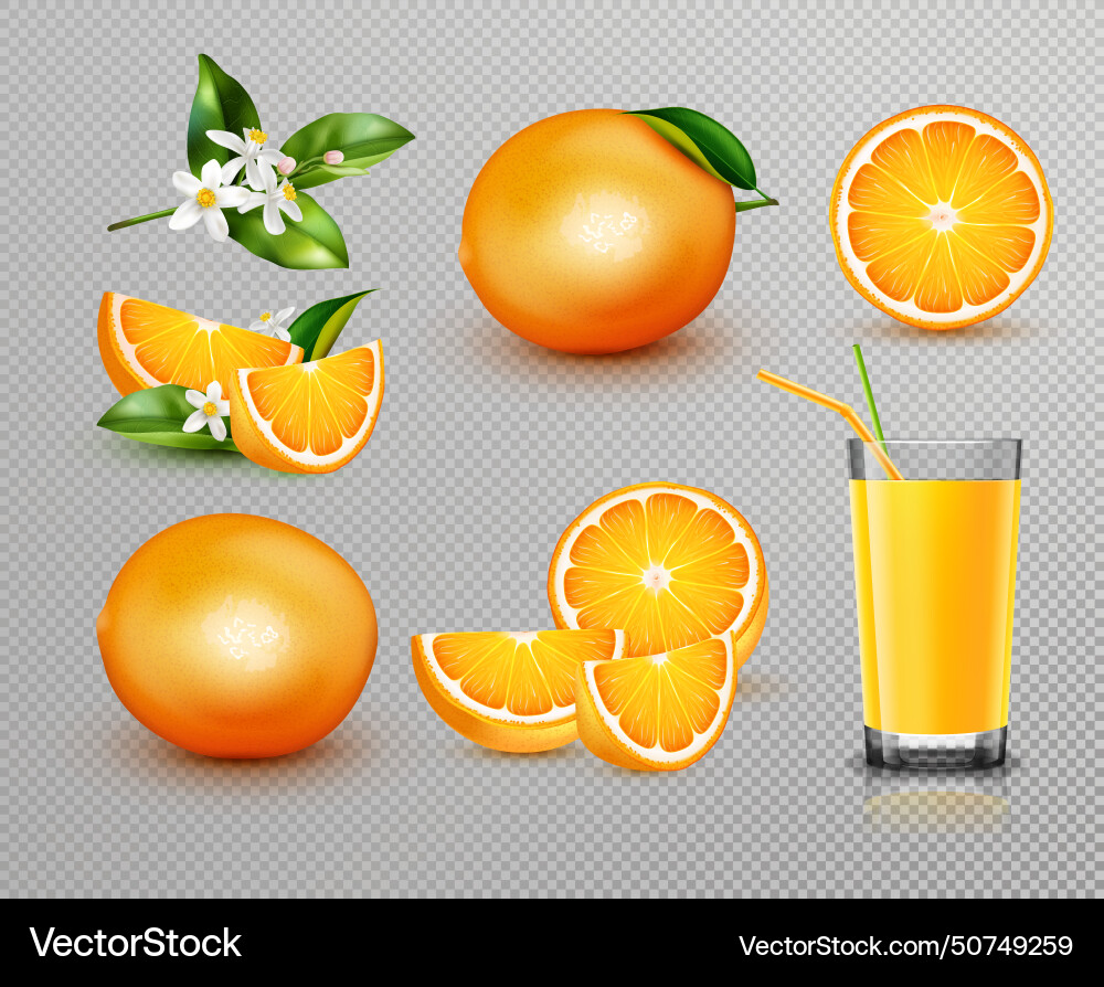 Oranges realistic set Oranges realistic set vector image