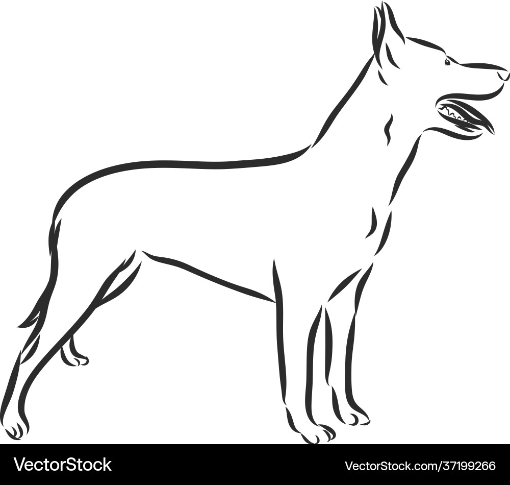 Sketch belgian shepherd dog hand drawn Sketch belgian shepherd dog hand drawn vector image