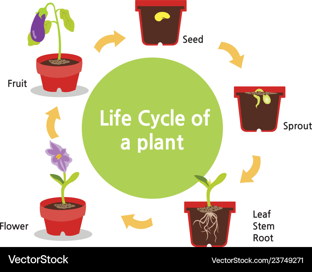 Life cycle of a plant Life cycle of a plant vector image