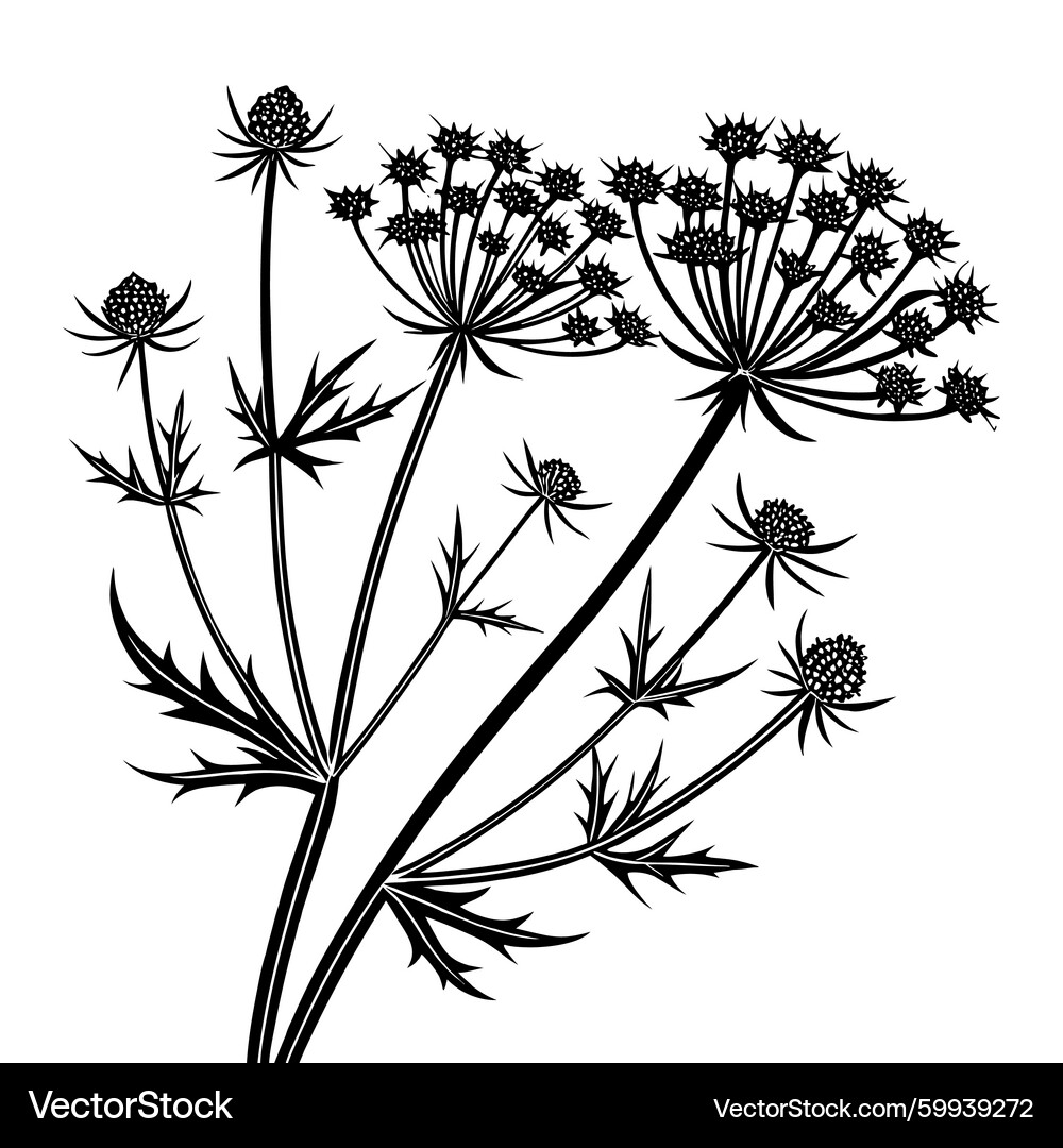 Queen Anne's Lace Silhouette – Royalty-Free Vector | VectorStock, image size:1000x1080
