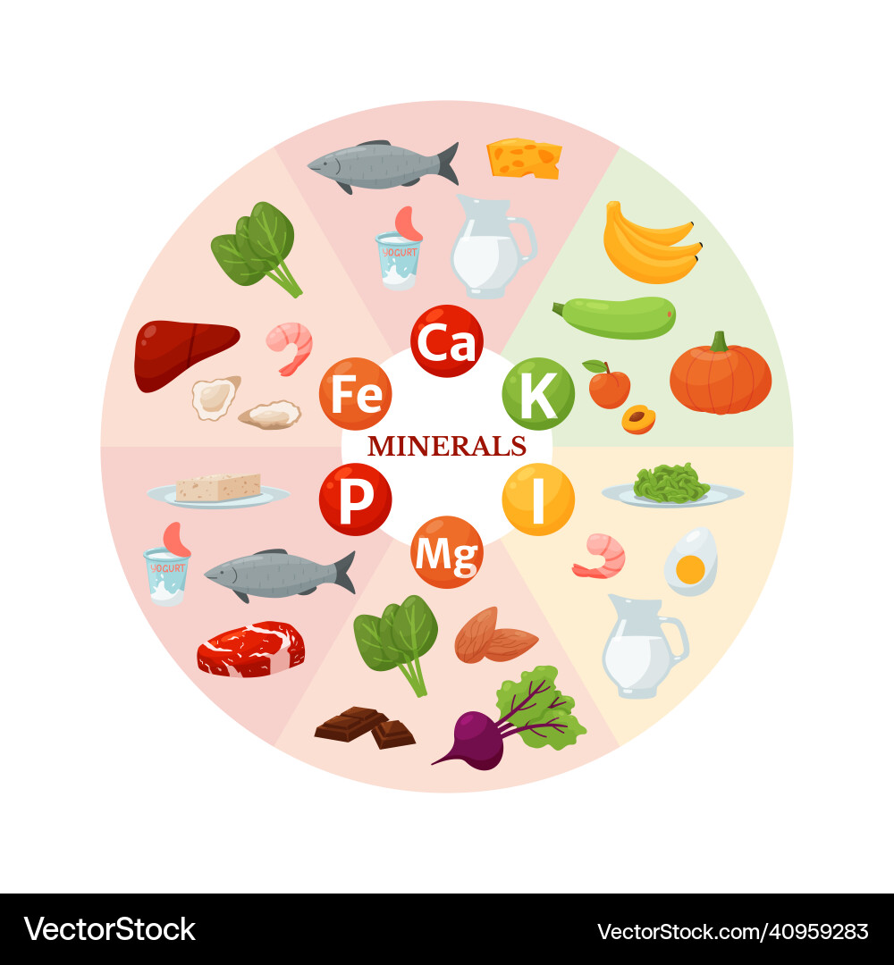 Food sources of vitamins and minerals iron vector image