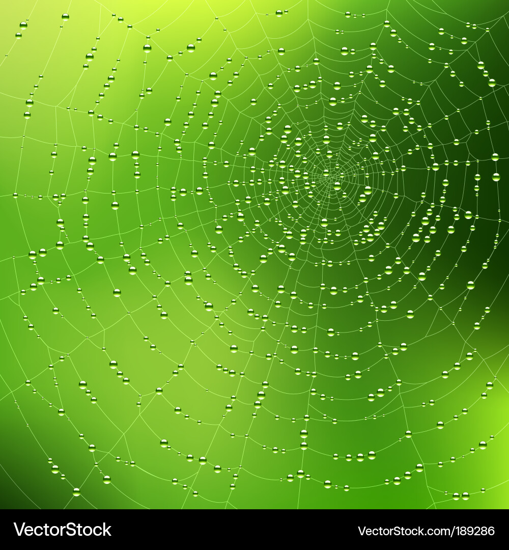 Spiderweb with Dew Drops Vector Image