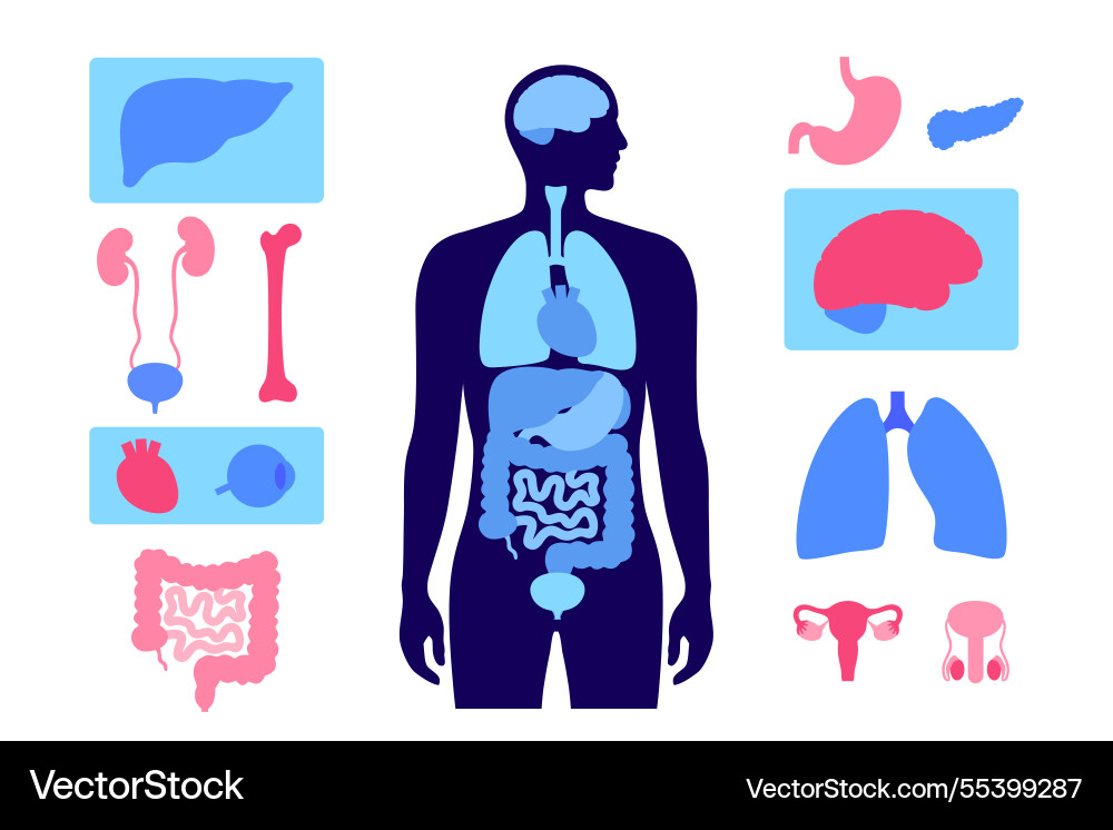 Human internal organs Royalty Free Vector Image