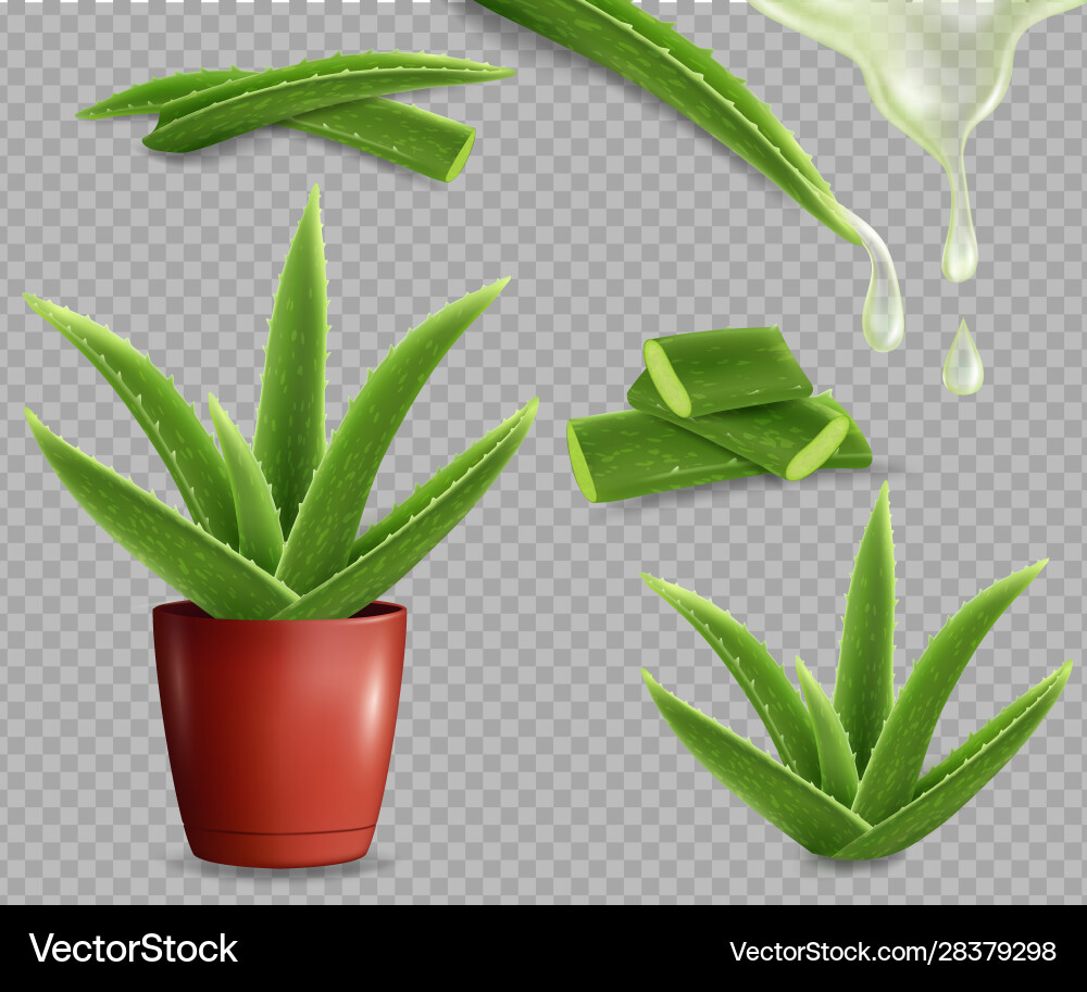 Aloe vera medicinal plant set isolated Aloe vera medicinal plant set isolated vector image