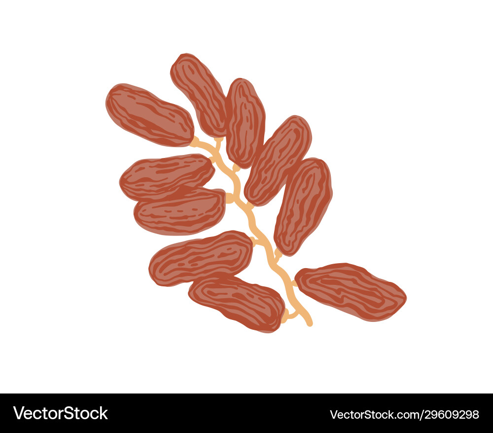 Sketch drawing twig with dates flat style date vector image