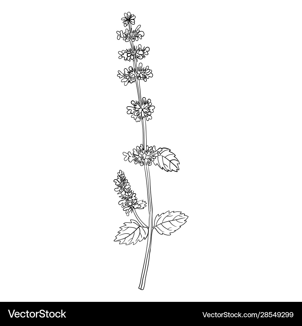 Drawing lemon balm flower vector image