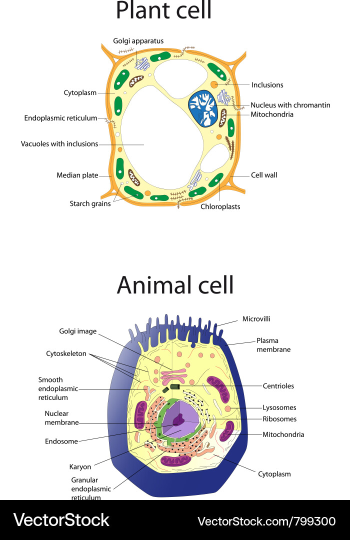 Plant and Animal Cell Comparison Poster Vector Image