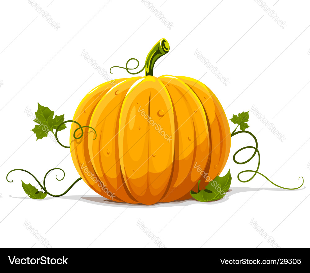 Ripe Orange Pumpkin Isolated on White vector image