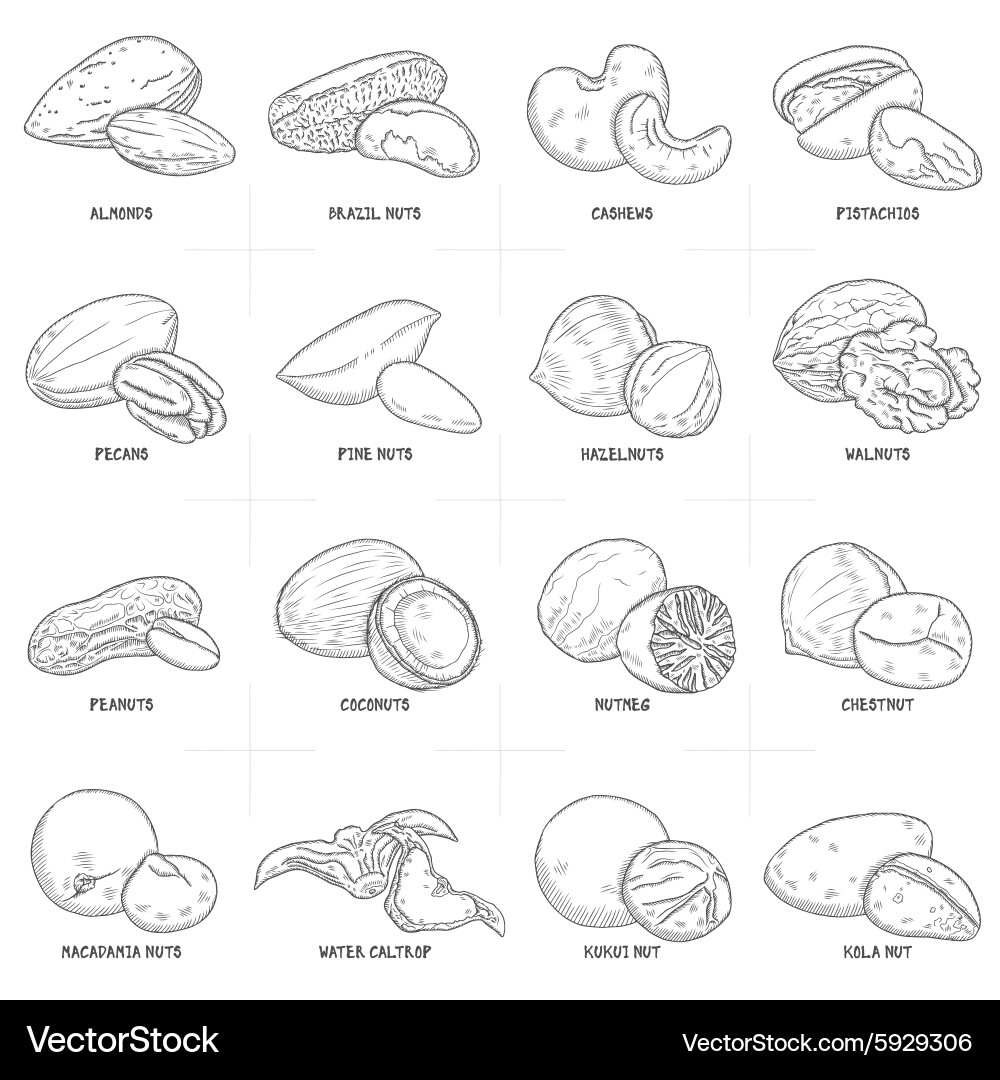 Nut Collection Sketch vector image