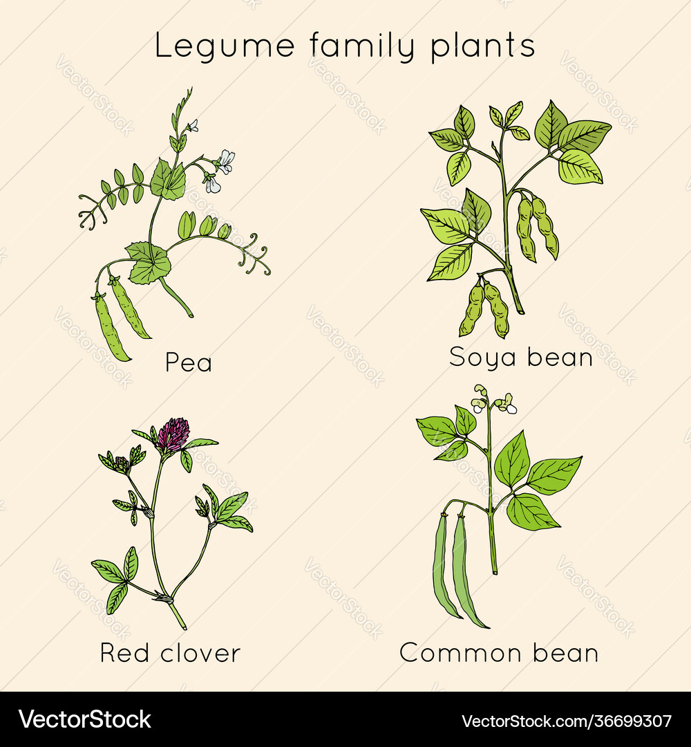 Vintage Fruits Vegetables Set High-Res Vector Graphic - Getty Images, image size:1000x1080