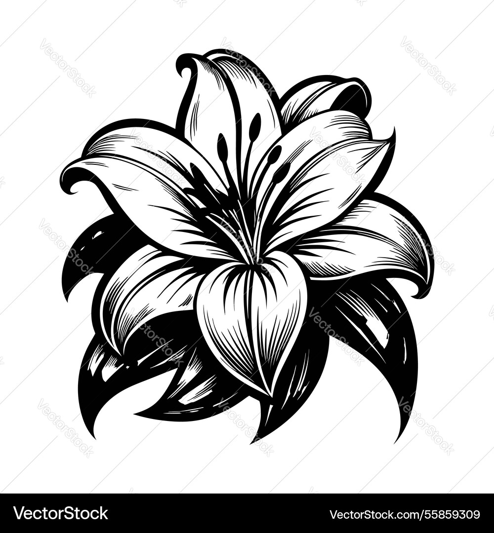 White lily design Royalty Free Vector Image - VectorStock