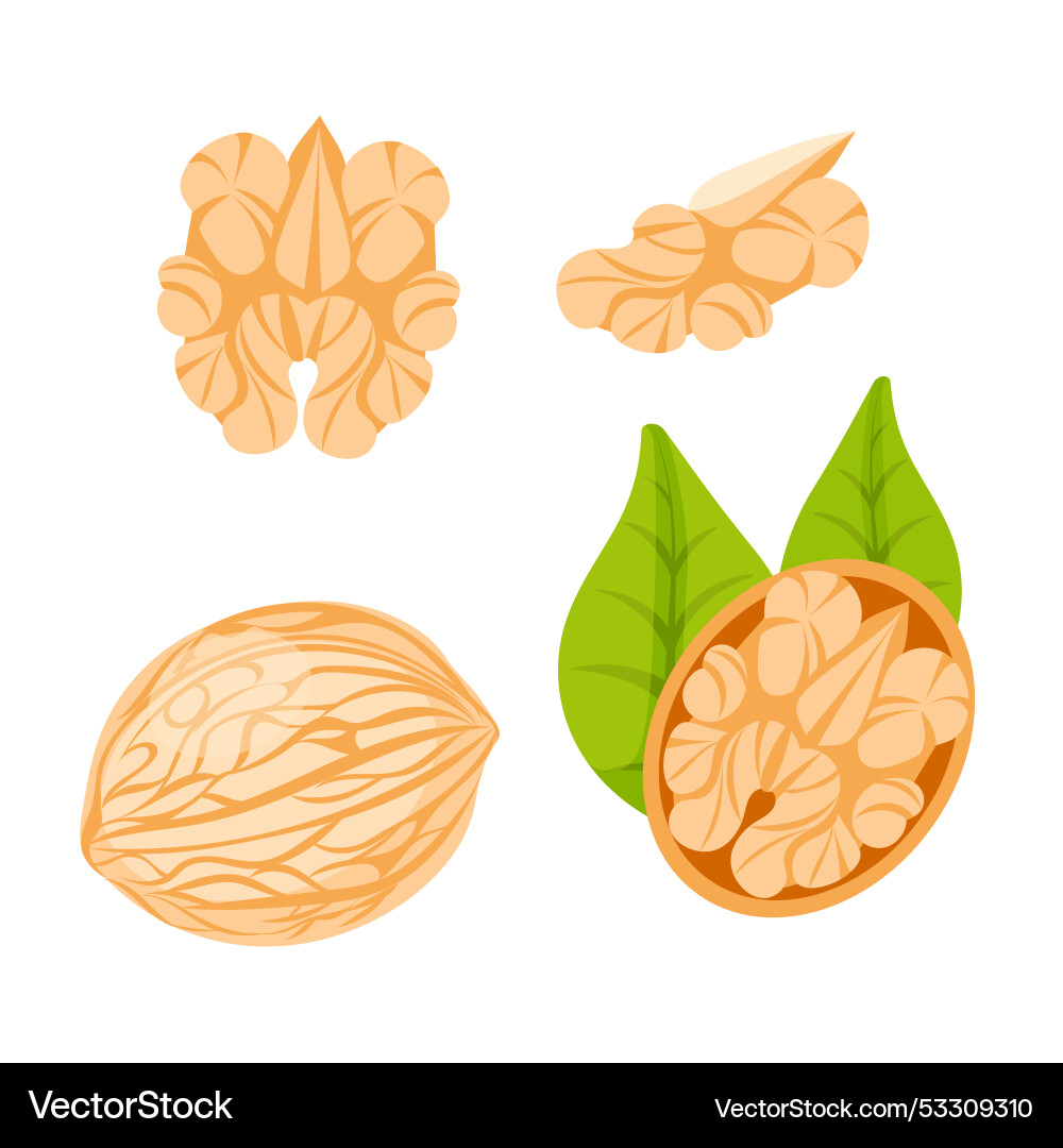 A set of images walnut in the shell A set of images walnut in the shell Vector Image