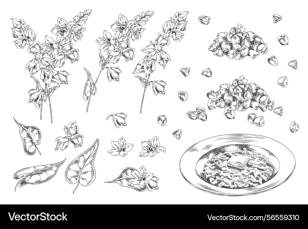 Set of monochrome sketch with branches leaves vector image