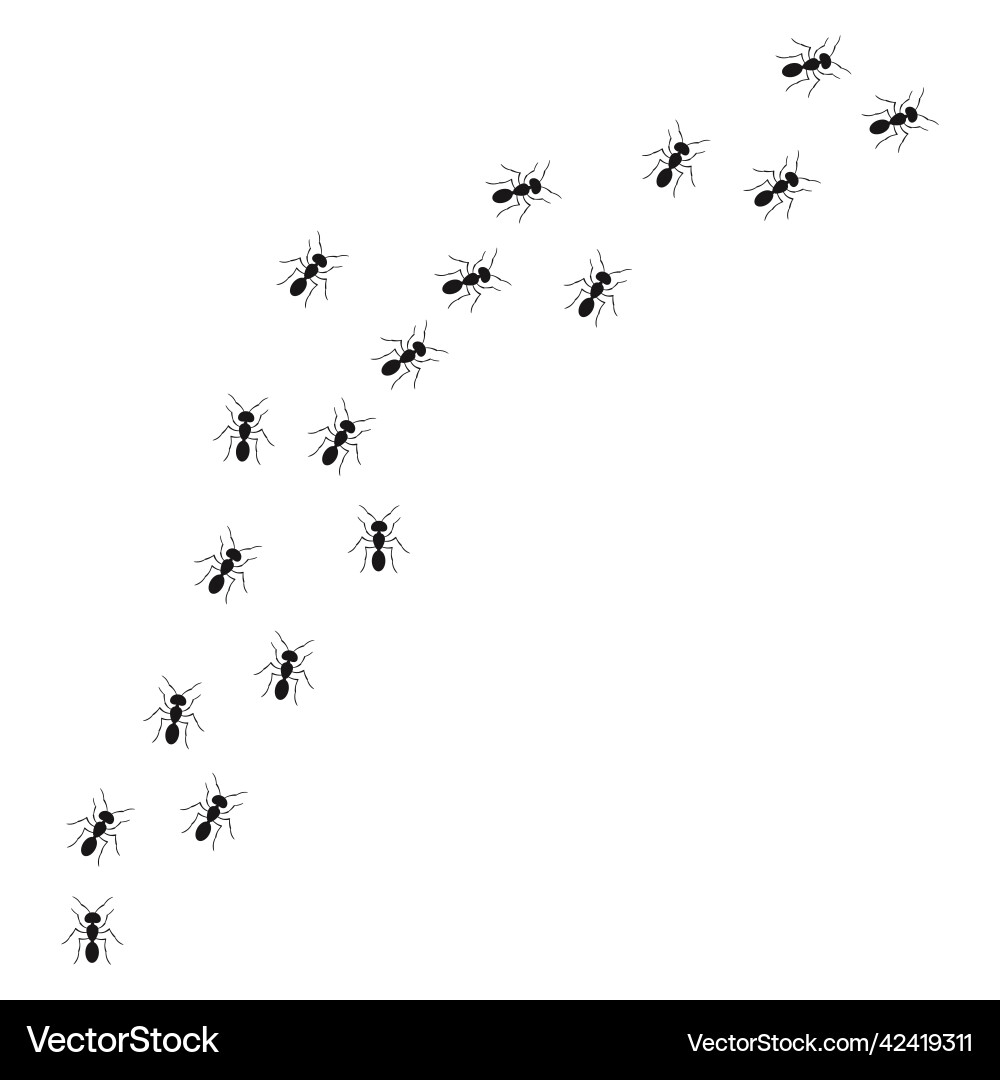 A path of ants running up view from above Vector Image