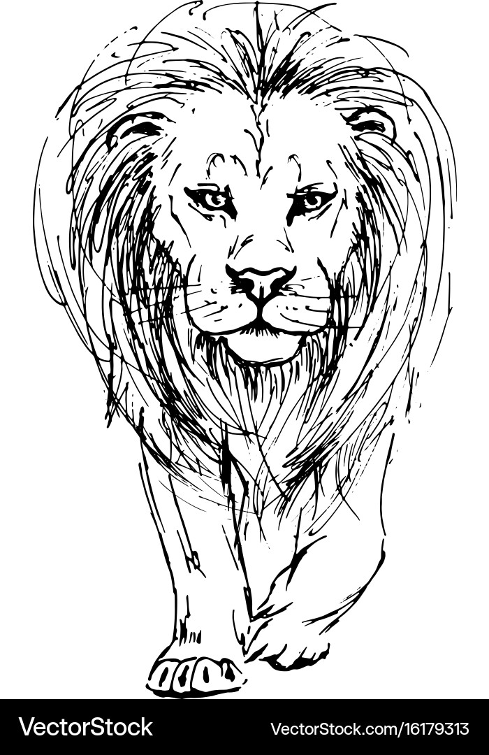Lion Sketch - Front View Vector Image