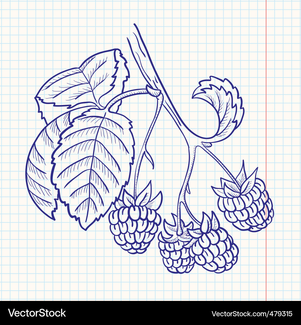 Raspberry Vector Image