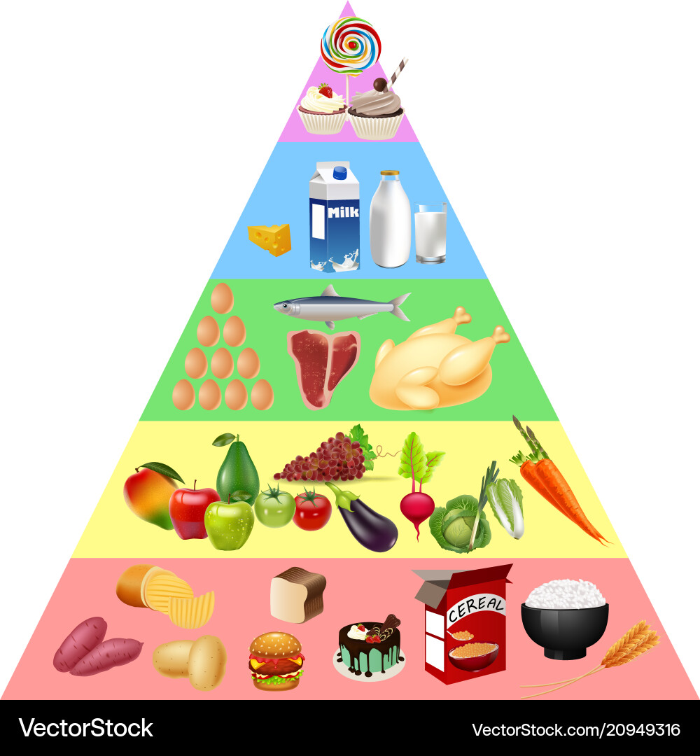 Food Pyramid Chart - Nutrition Guide – Royalty-Free Vector | VectorStock, image size:1000x1080