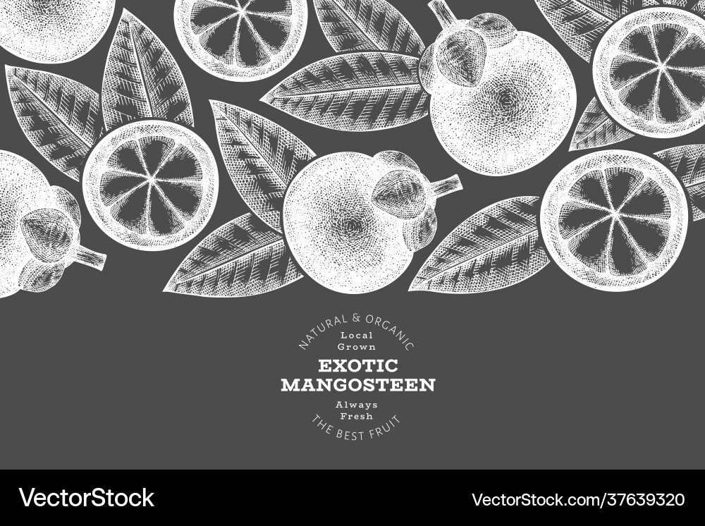 Hand drawn sketch style mangosteen design Hand drawn sketch style mangosteen design vector image