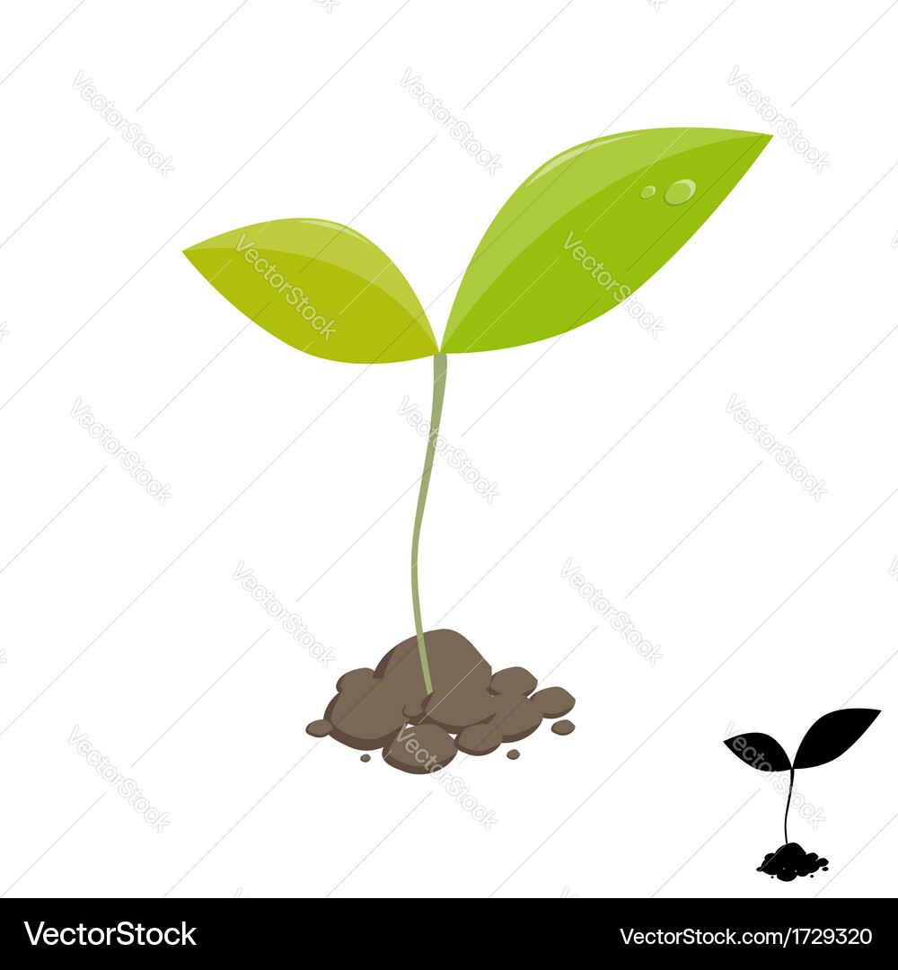 Tiny Plant Sprout Vector Image