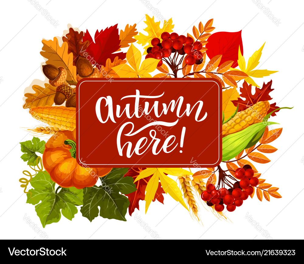 Autumn here poster fall harvest in leaves Autumn here poster fall harvest in leaves vector image